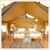 Jungle Safari Tent