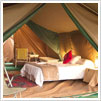 Jungle Safari Tent